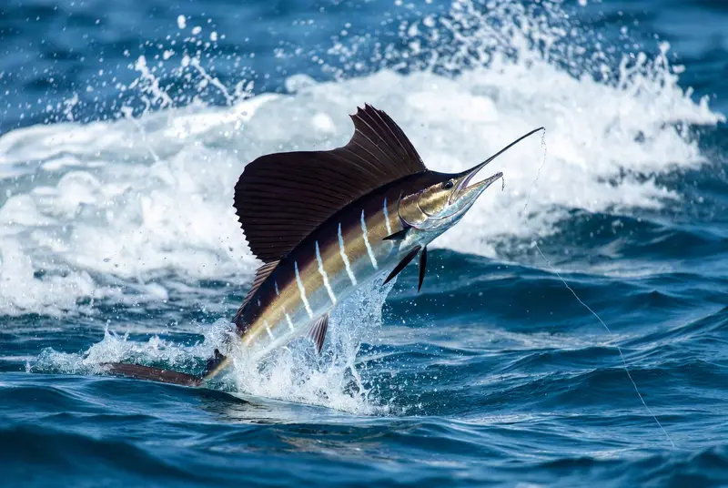 Sailfish jumping out of the water