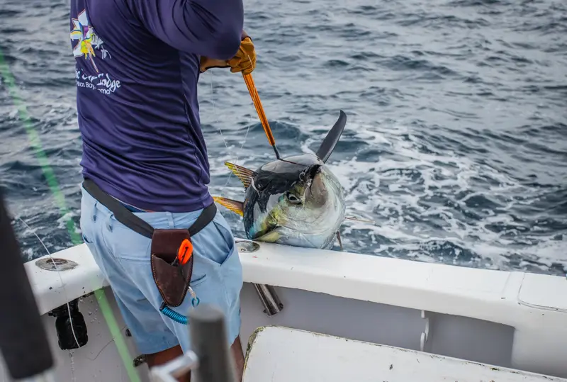 Gaffing a mahi-mahi boatside
