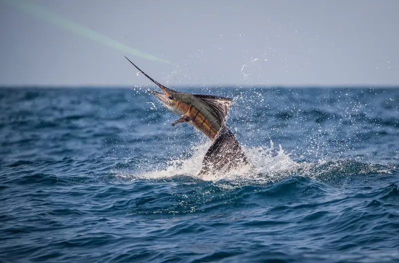 Marlin breaking the surface