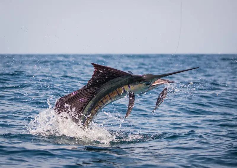 Sailfish with baitfish
